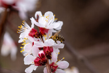 A bee collects nectar on a flowering apricot branch. Close-up.