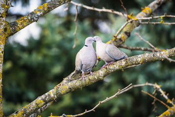 lovebirds cuddling on tree branch