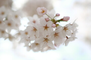 봄날 만개한 벚꽃과 맑은 하늘 – Full Bloom Cherry Blossoms under Clear Spring Sky in Korea 벚꽃 왕벚꽃 봄