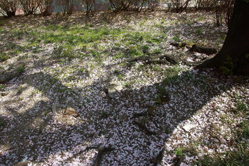 봄날 만개한 벚꽃과 맑은 하늘 &ndash; Full Bloom Cherry Blossoms under Clear Spring Sky in Korea