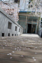 봄날 만개한 벚꽃과 맑은 하늘 – Full Bloom Cherry Blossoms under Clear Spring Sky in Korea 벚꽃 왕벚꽃 봄