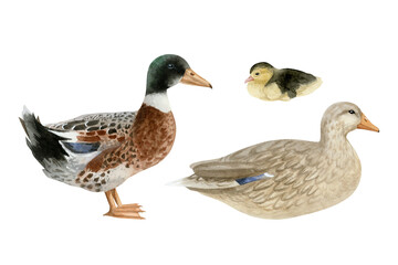 Duck family with duckling watercolor illustration set isolated on white background. Hand drawn realistic waterfowl male and female mallard birds. Wildlife avian clipart for countryside designs