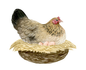 Brown chicken hen on nest hatching eggs watercolor illustration isolated on white. Poultry yard sitting bird for farm designs. Realistic fowl clipart for organic eco products