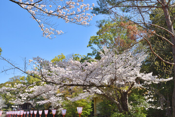 岩清水八幡宮の桜
