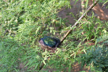 Nicobar Pigeon looking for food,The Nicobar Pigeon, Caloenas nicobarica