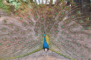 Obraz premium The peacock spreads its tail feathers, Indian peafowl is spreading it's tail to female