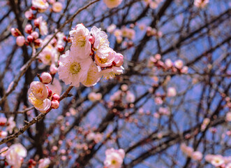 本庄運動公園　梅の花4ｰ9