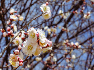 本庄運動公園　梅の花4ｰ8