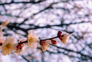 本庄運動公園　梅の花4ｰ100