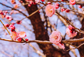 本庄運動公園　梅の花4ｰ86