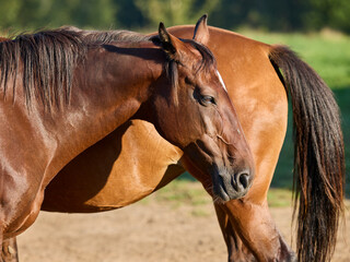 Two brown horses stand together outdoors in sunlight; one relaxed in the foreground, and another partially visible in the background.