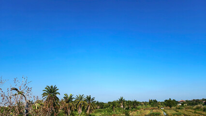 Expansive Clear Blue Sky Over Lush Green Landscape with Palm Trees and Open Fields in Bright Daylight