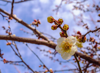 本庄運動公園　梅の花4ｰ34