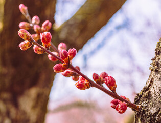 本庄運動公園　梅の花4ｰ26