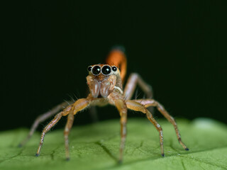 Jumping spider cosmophasis lami on the leaf 