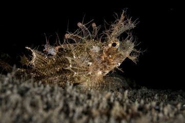 An Ambon Scorpionfish or Pteroidichthys amboinensis