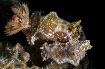 A yellow spotted Ceratosma tenue nudibranch