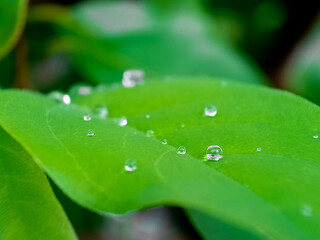 Dewdrops on a plant leaf