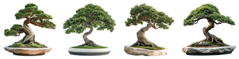 Bonsai isolated on transparent background. PNG , Set of