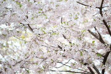 봄날 만개한 벚꽃과 맑은 하늘 – Full Bloom Cherry Blossoms under Clear Spring Sky in Korea 벚꽃 왕벚꽃 봄