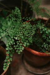 Plants in the orangery