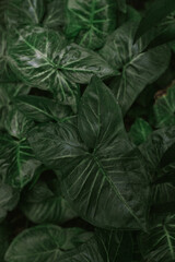 Plants in the orangery