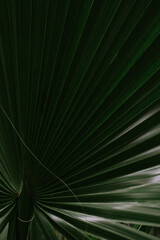 Plants in the orangery