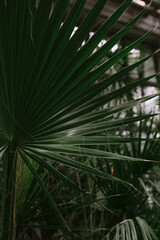 Plants in the orangery