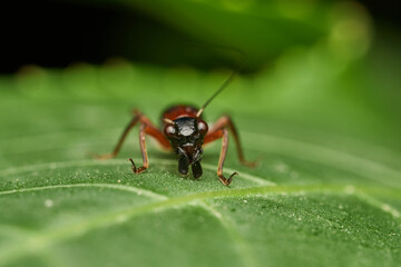 macro shot of cricket on green leaf