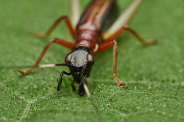 Fototapeta premium macro shot of cricket on green leaf