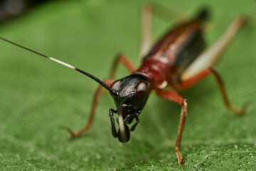 macro shot of cricket on green leaf