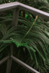 Plants in the orangery