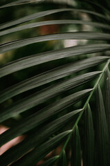 Plants in the orangery