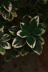 Plants in the orangery