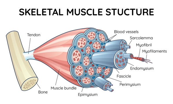 Skeletal muscle anatomy outline diagram. Structure with anatomical inner layers. Labeled educational medical illustration