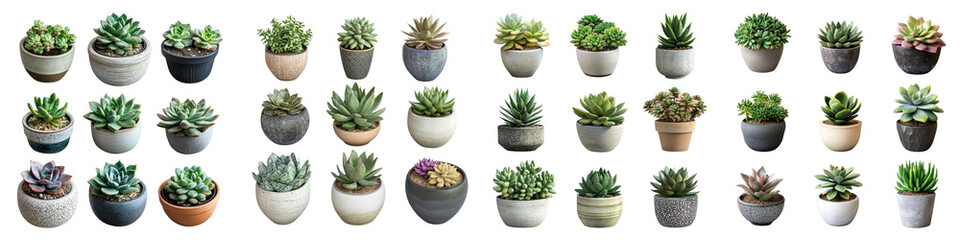 Collection of succulents in various pots isolated on transparent background. PNG , Set of