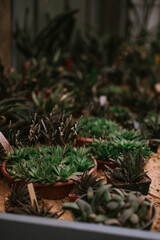 Cactuses and succulents in orangery