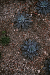 Cactuses and succulents in orangery