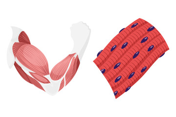 Skeletal muscle tissue with specific function. Medical poster design illustration. Science educational symbol