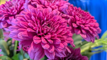 The scene is a tight close-up, focusing on a cluster of pink chrysanthemum flowers.  Multiple blooms are visible, positioned close together and filling the majority of the frame.