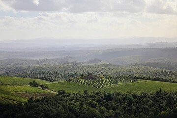 Fototapeta premium Tuscany Vineyards and Hills