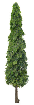 A tall ashoka tree. Polyalthia longifolia green plant isolated. The Mast tree. Monoon longifolium. Png transparency