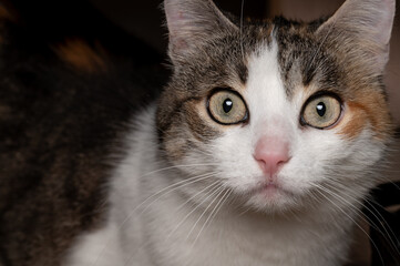 Curious Calico Cat with Focused Eyes.