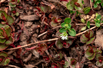 White Wildflower Among Red-Tinged Ground Plants.