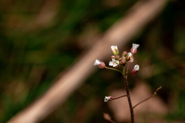 Tiny White Wildflower in Spring Meadow.I