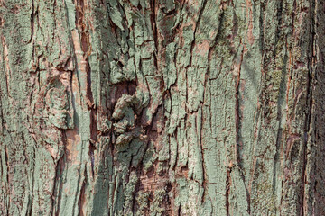 樹木背景素材ｰ4