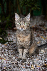 Cute domestic cat stalking prey garden close up portrait. Cat sitting and looking at the camera in a garden on summer evening.