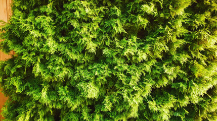 Lush green foliage creating a vibrant and dense natural backdrop in a tranquil outdoor setting during daylight hours