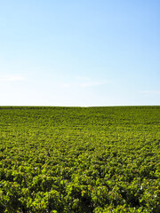 Chateau Lafite Rothschild, Weingut, Gironde, Frankreich, Europa