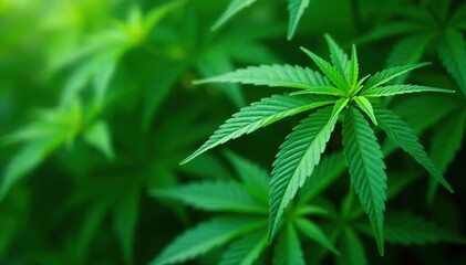 A captivating background of lush green marijuana leaves,  fresh,  botany